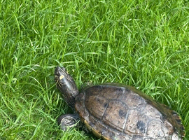 False Map Turtle