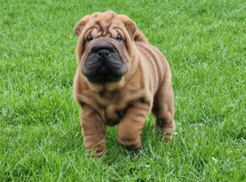 Shar Pei Puppy from Poag/pll & Spaid tested parents