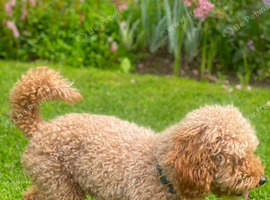 Stud - toy poodle