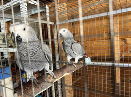 2 African Grey Young Hens
