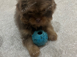 Beautiful Shih Tzu babies only one girl available