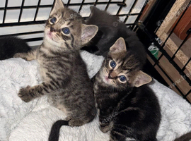 Gorgeous mixed kittens looking for their new home