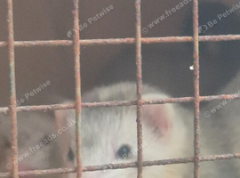 2 jill ferret kitts.