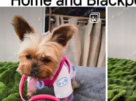 teacup Yorkie