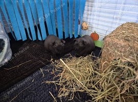 2 male skinny pigs