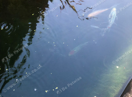 Large fancy goldfish