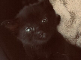 Kitten for sale