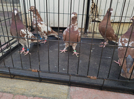 Pigeons