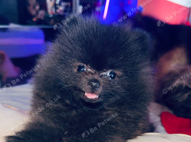 Pomeranian puppy&rsquo;s