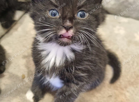 Adorable Kittens Looking for Loving Homes