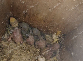 Job lot of lovebirds for sale.