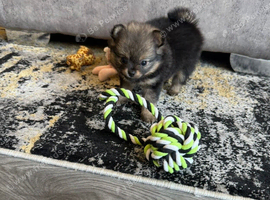Pomchi 3/4 poms