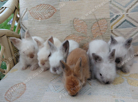 Beautiful dm lionheads to reserve