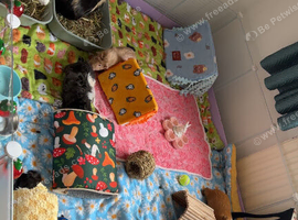 Guinea pigs
