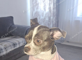 For sale Dog