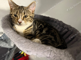 6 month Tabby female