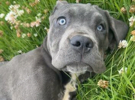 Ready to leave today! Porschia 5 month Cane Corso