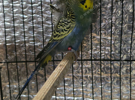 Beautiful budgies for sale