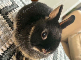 Baby rabbits