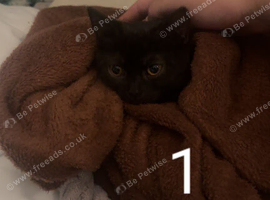 3 kittens