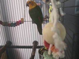 Jenday conure
