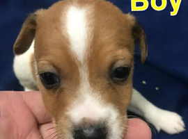 Jack Russell puppy&rsquo;s