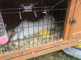One girl one boy rabbit