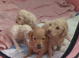 Golden doodle puppy&rsquo;s for sale