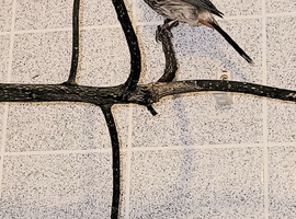 Pair Redvented Bulbul