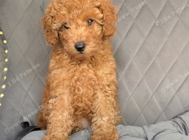 Fox red toy poodles KC reg Only boy left now