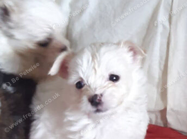 Shit-tzu puppie, miniature, &pound;700 each