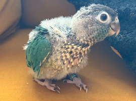 Hand reared baby Green cheek conures