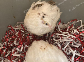 3 female white quails 6 weeks old