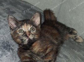 Maincoon X reduced price