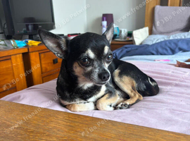 Full chihuahua stud