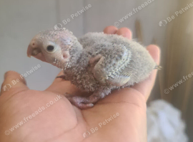 GC Conure Chicks Hand Reared