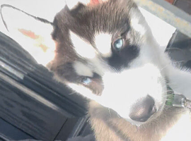 5 month old husky puppy