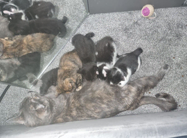 Playful gorgeous mixed breed kittens