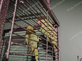 Two Indian ring necks