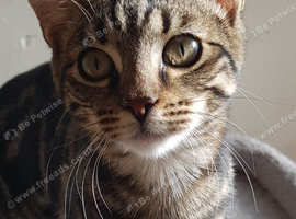 Bengal male kitten