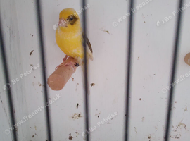 Irish fancy canary