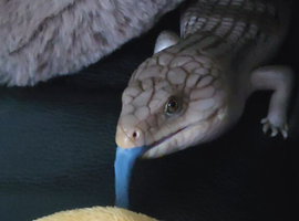 Northern blue tongue skink