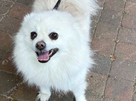 Pomeranian