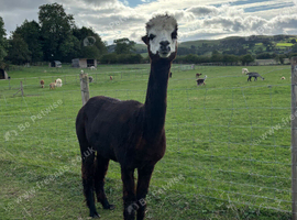 Female BAS registered alpacas, assorted ages.
