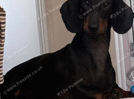 2 year old Dachshund