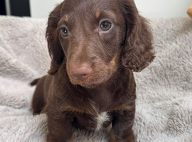 Miniature dachshund
