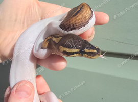 Gorgeous baby python for sale.