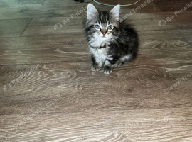 Half Ragdoll kitten