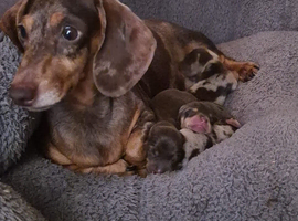 Miniature dachshund