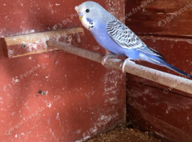 Baby budgies